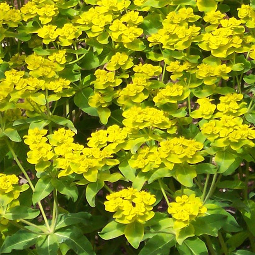 Euphorbia wallichii (Fioritura)