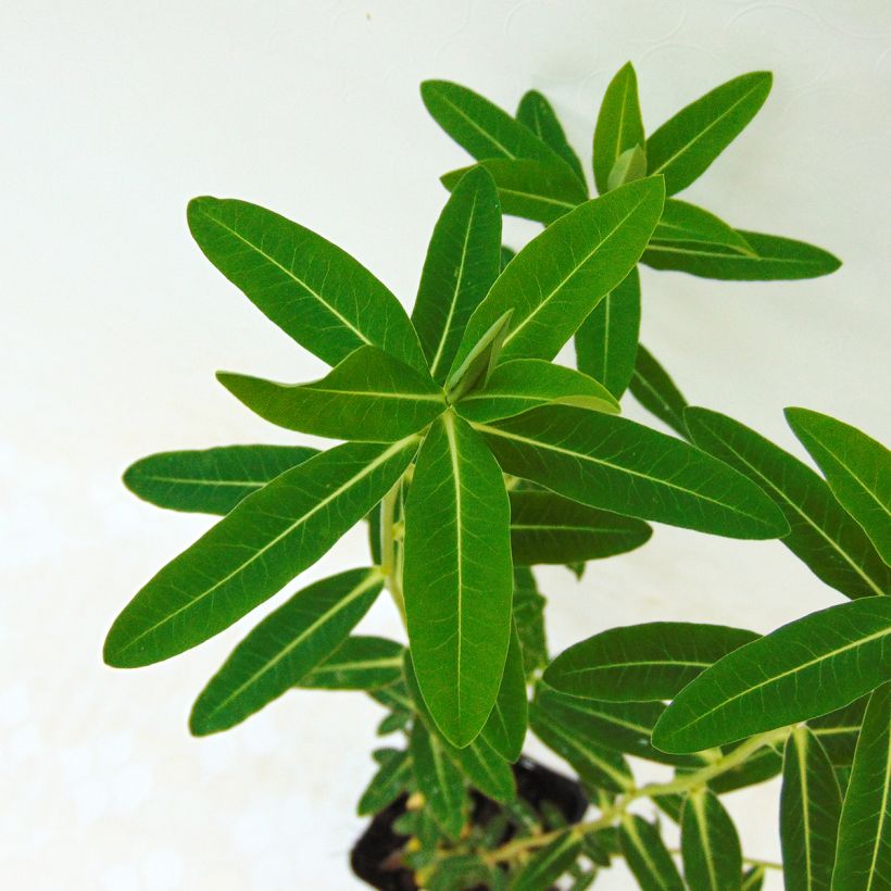 Euphorbia wallichii (Fogliame)