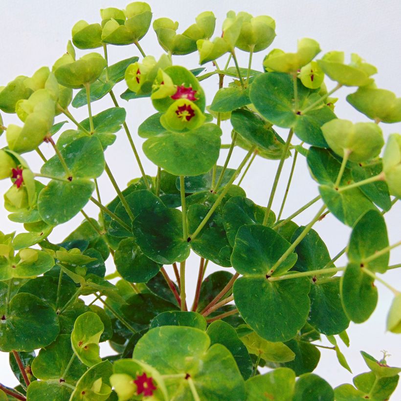 Euphorbia martinii Baby Charm (Fogliame)