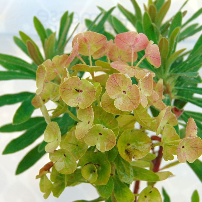 Euphorbia martinii Baby Charm (Fioritura)