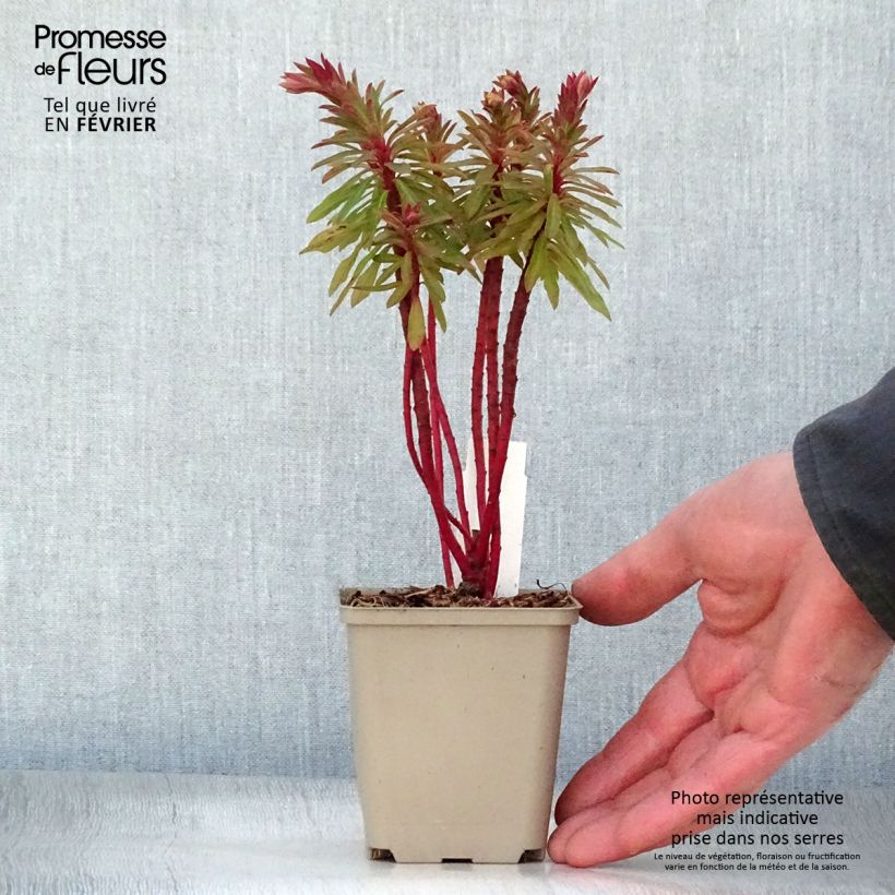 Euphorbia x martinii Baby Charm - Euphorbe hybride Godet de 9cm esemplare consegnato in inverno