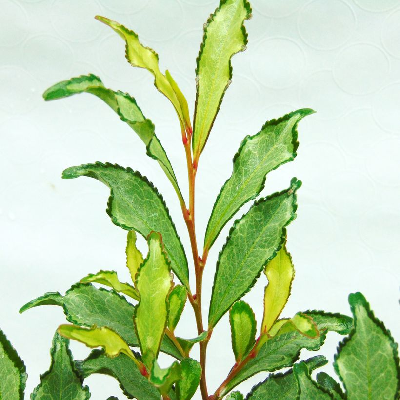 Eurya japonica Moutiers (Fogliame)