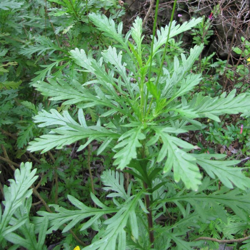 Euryops chrysanthemoides (Fogliame)