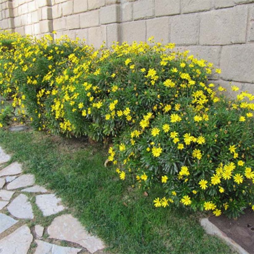 Euryops chrysanthemoides (Porto)