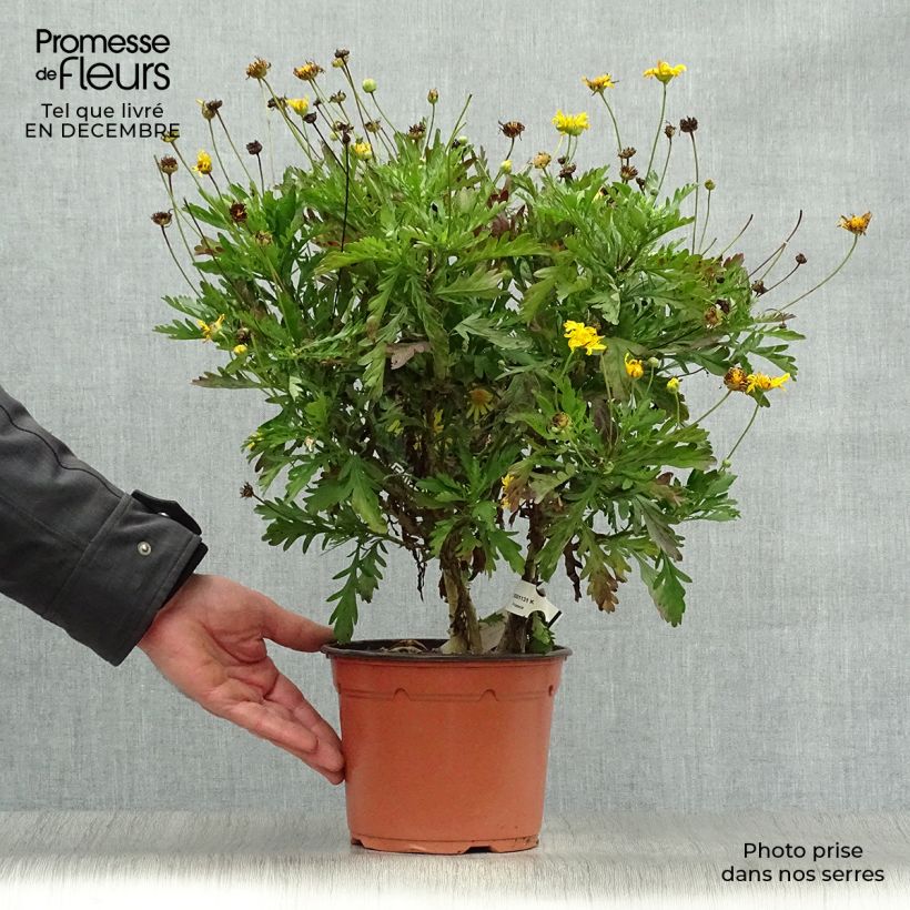 Euryops chrysanthemoides - Marguerite de la savane. Pot de 2L/3L esemplare consegnato in inverno