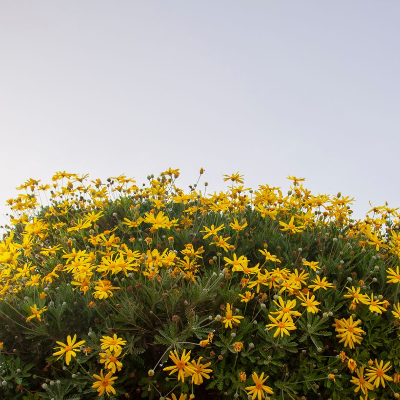 Euryops chrysanthemoides Sonnenschein (Porto)