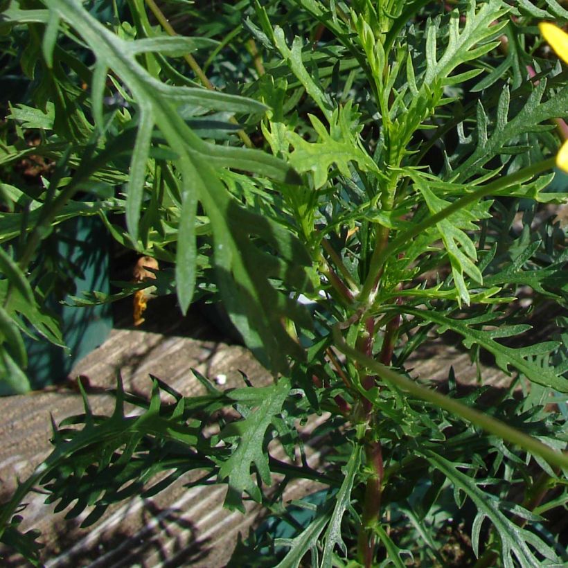 Euryops pectinatus - Margherita gialla (Fogliame)