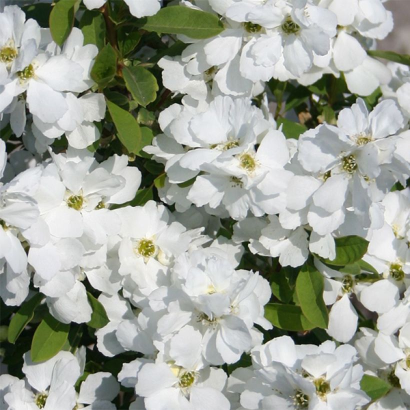 Exochorda racemosa Magical Springtime (Fioritura)