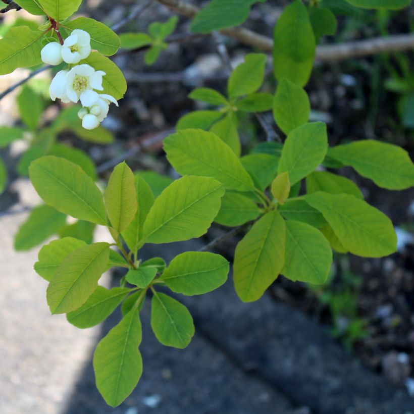 Exochorda racemosa Magical Springtime (Fogliame)