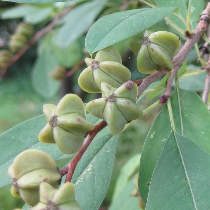 Exochorda racemosa Niagara (Raccolta)