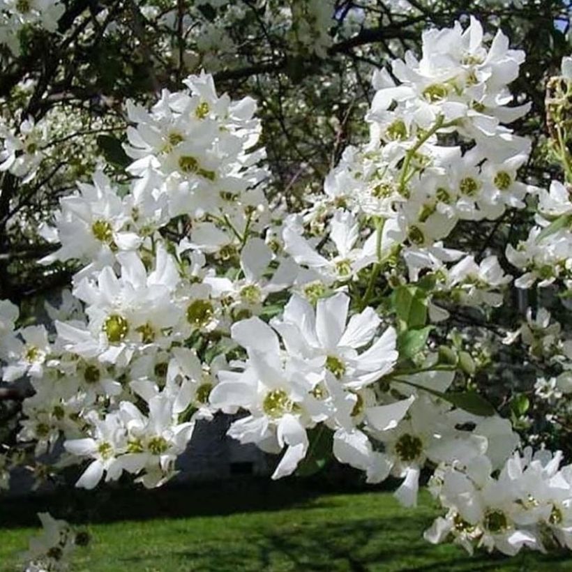 Exochorda serratifolia Snow White (Fioritura)