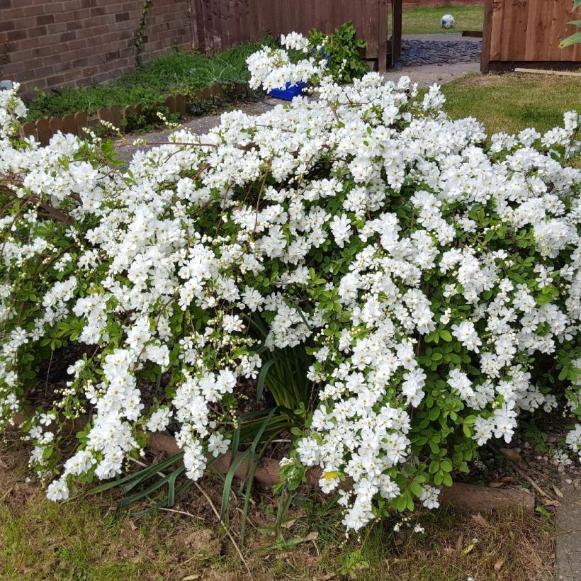 Exochorda serratifolia Snow White (Porto)