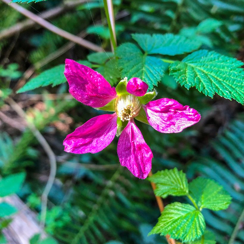 Rubus spectabilis Pacific Rose - Rovo ornamentale (Fioritura)