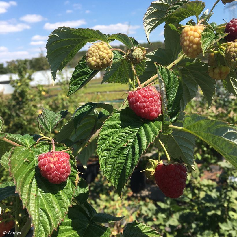 Lampone Primeberry Autumn Fleshy (Raccolta)