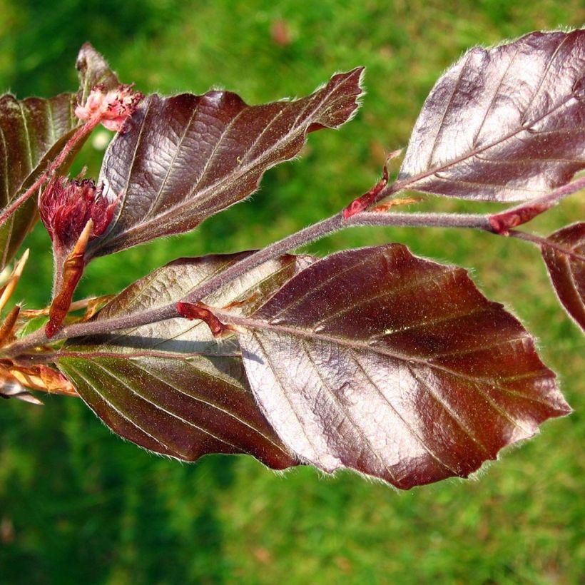 Fagus sylvatica Atropurpurea - Faggio ramato (Fogliame)