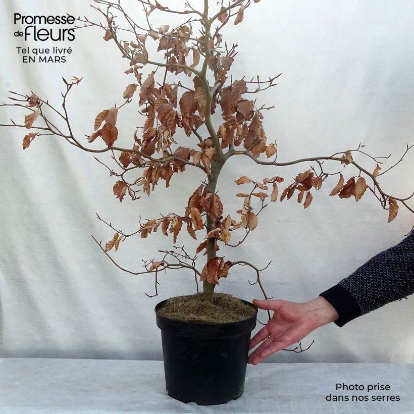 Fagus sylvatica Atropurpurea 80cm en pot de 5L - Hêtre pourpre esemplare consegnato in inverno