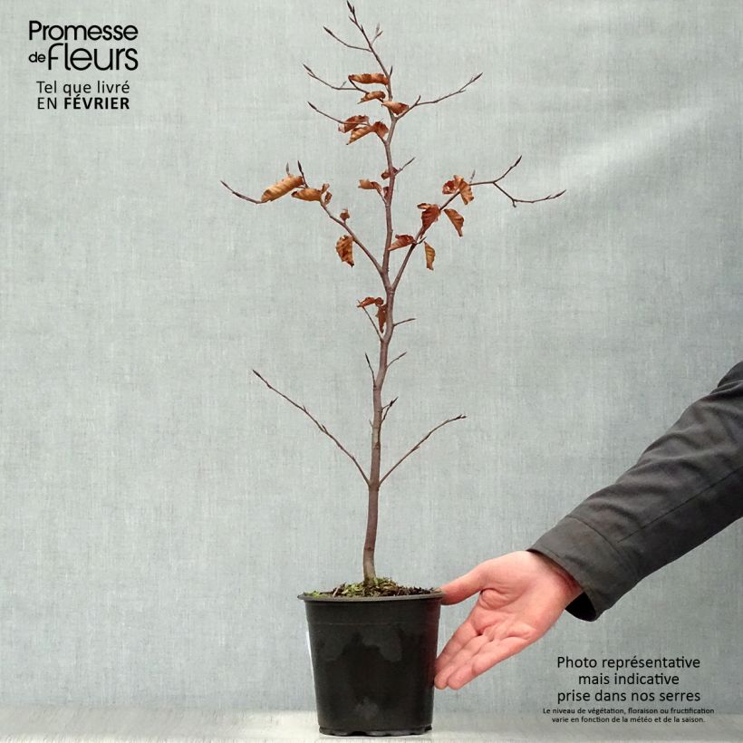 Fagus sylvatica Atropurpurea - Hêtre pourpre en pot de 2L/3L 40/60 esemplare consegnato in inverno