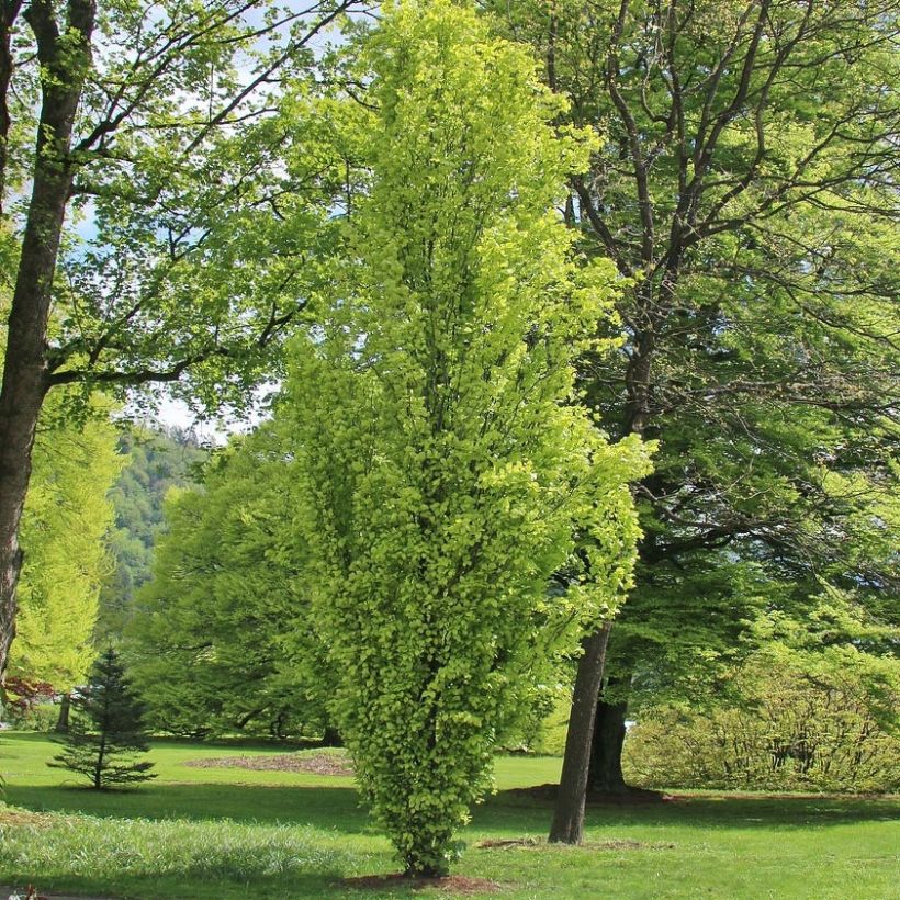 Fagus sylvatica Dawyck Gold - Faggio fastigiato dorato (Porto)