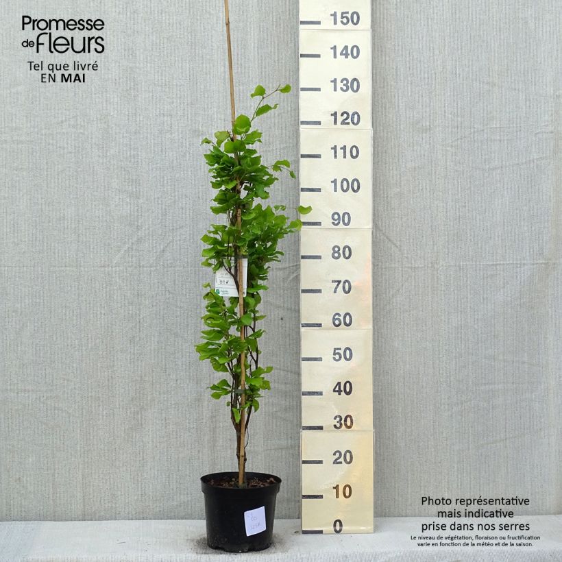 Fagus sylvatica Dawyck Gold - Hêtre fastigié doré Pot de 4L/5L esemplare consegnato in primavera