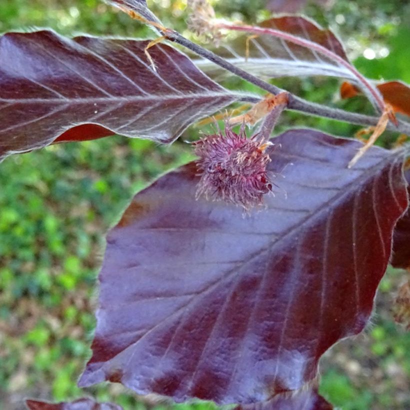 Fagus sylvatica Dawyck Purple - Faggio fastigiato (Fogliame)