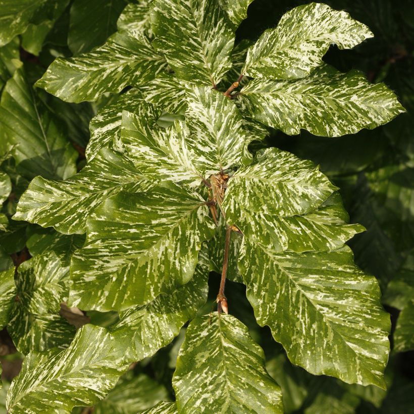 Fagus sylvatica Marmor Star - Faggio (Fogliame)