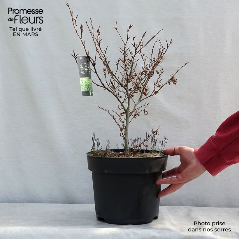 Fagus sylvatica Mercedes - Hêtre nain Pot de 4L/5L esemplare consegnato in inverno