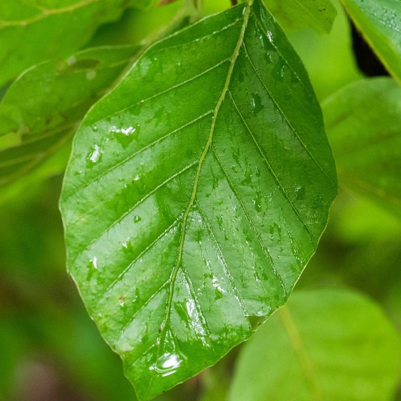 Fagus sylvatica Pendula - Faggio (Fogliame)