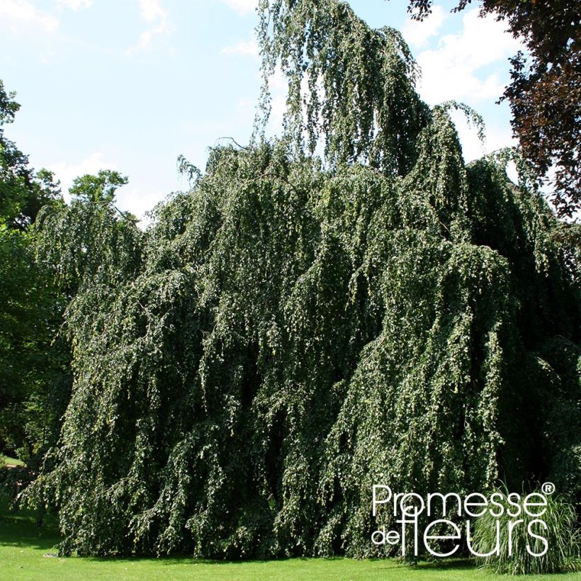 Fagus sylvatica Pendula - Faggio (Porto)