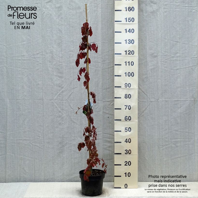 Fagus sylvatica Purple Fountain - Hêtre pourpre pleureur esemplare consegnato in primavera