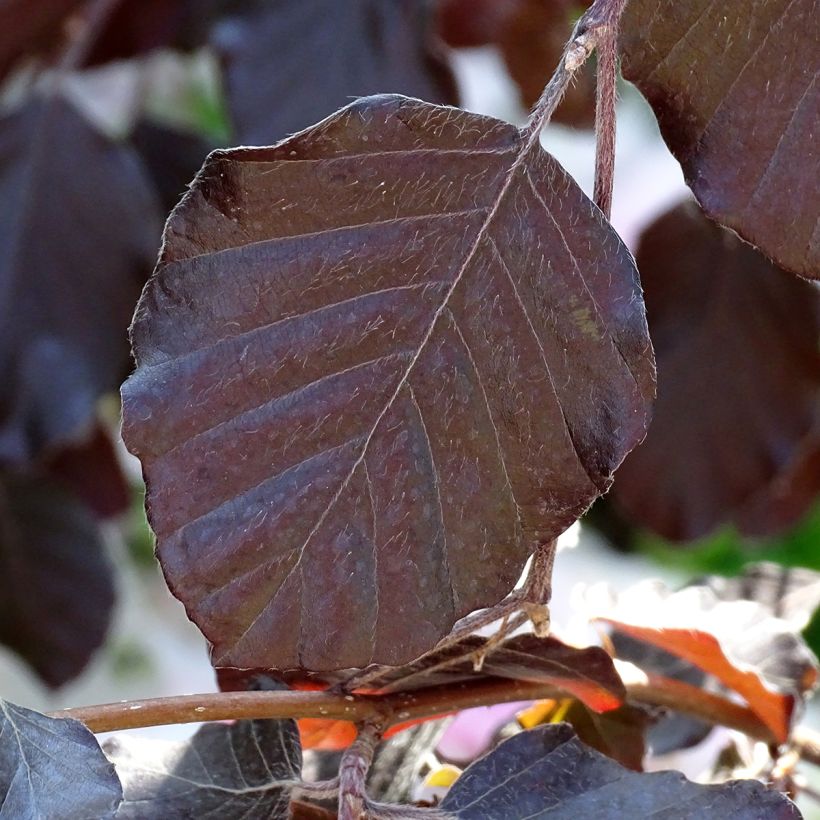 Fagus sylvatica Purple Fountain - Faggio (Fogliame)