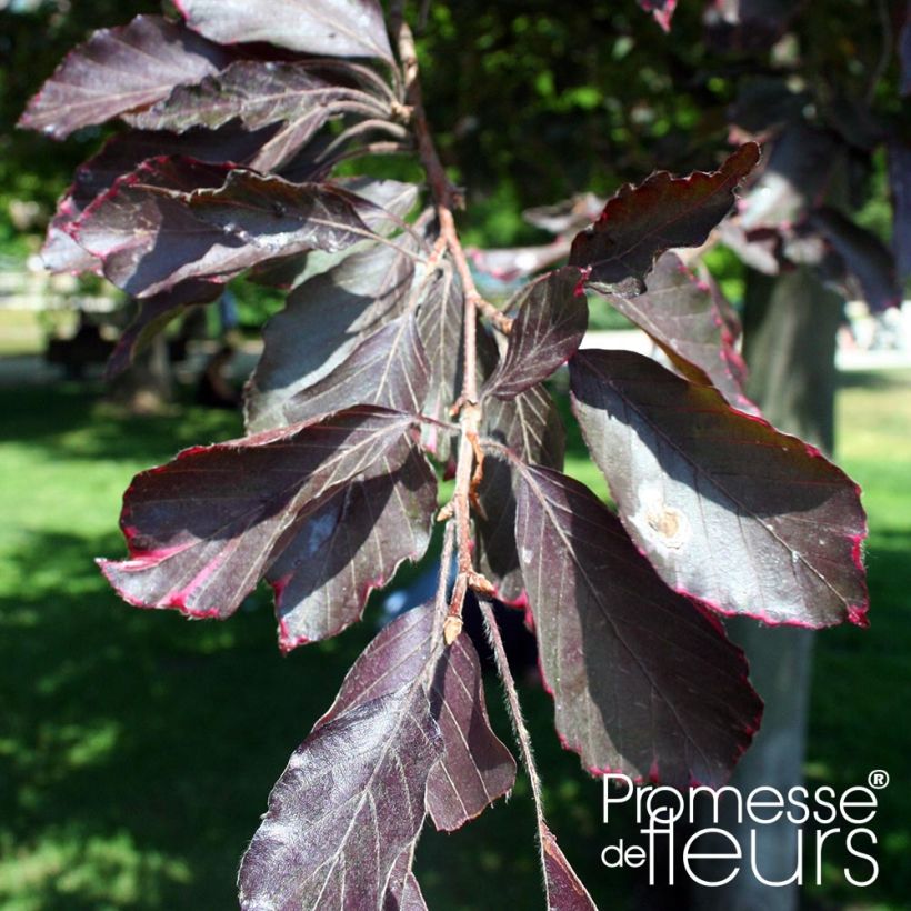 Fagus sylvatica Purpurea Pendula - Faggio (Fogliame)