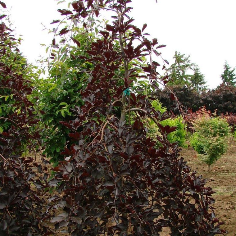 Fagus sylvatica Purpurea Pendula - Faggio (Porto)