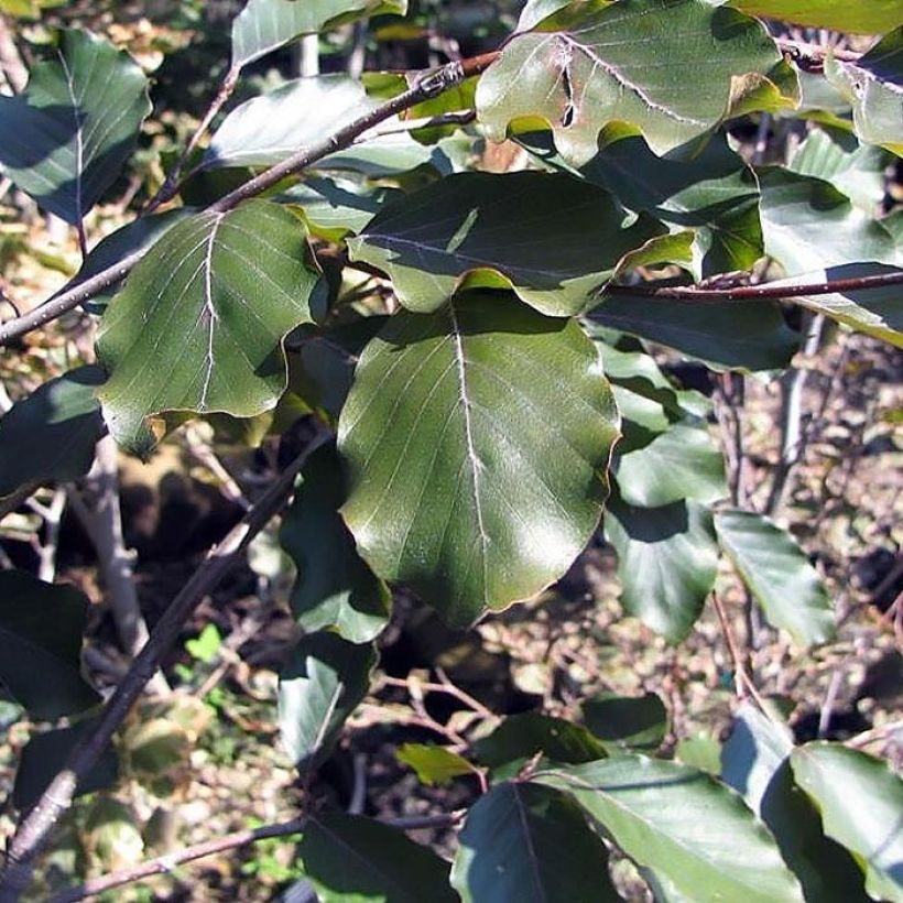 Fagus sylvatica Riversii - Faggio ramato (Fogliame)