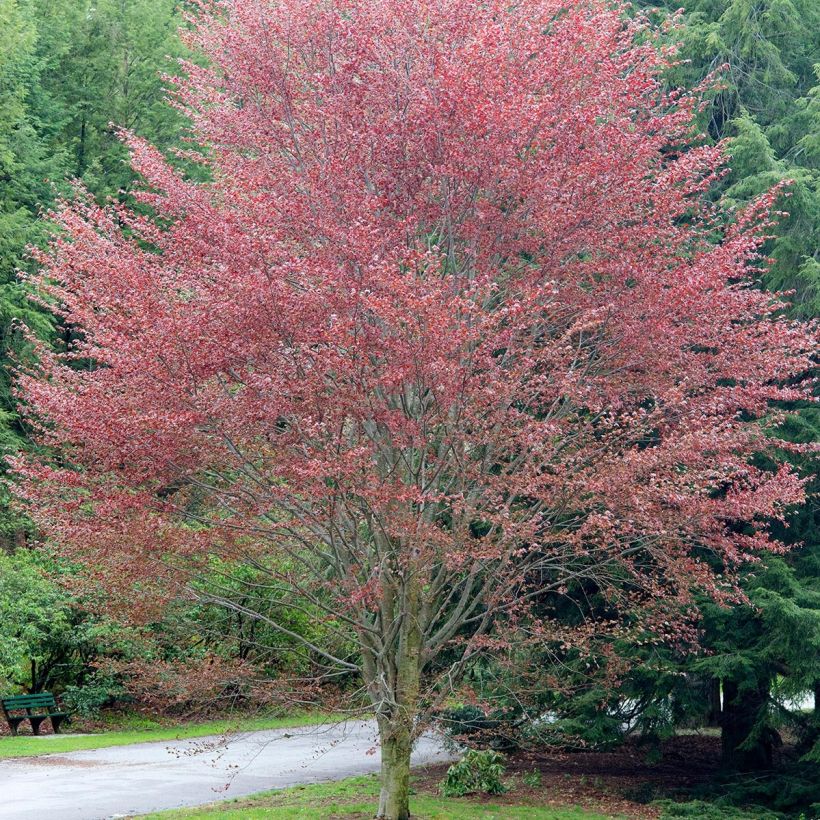 Fagus sylvatica Riversii - Faggio ramato (Porto)