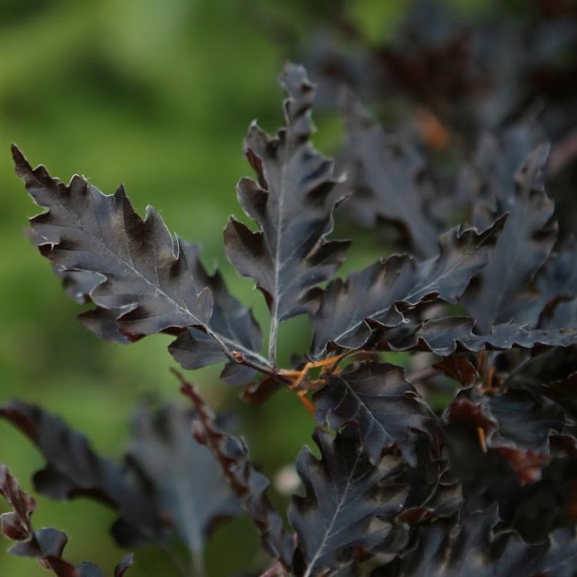 Fagus sylvatica Rohan Weeping - Faggio (Fogliame)