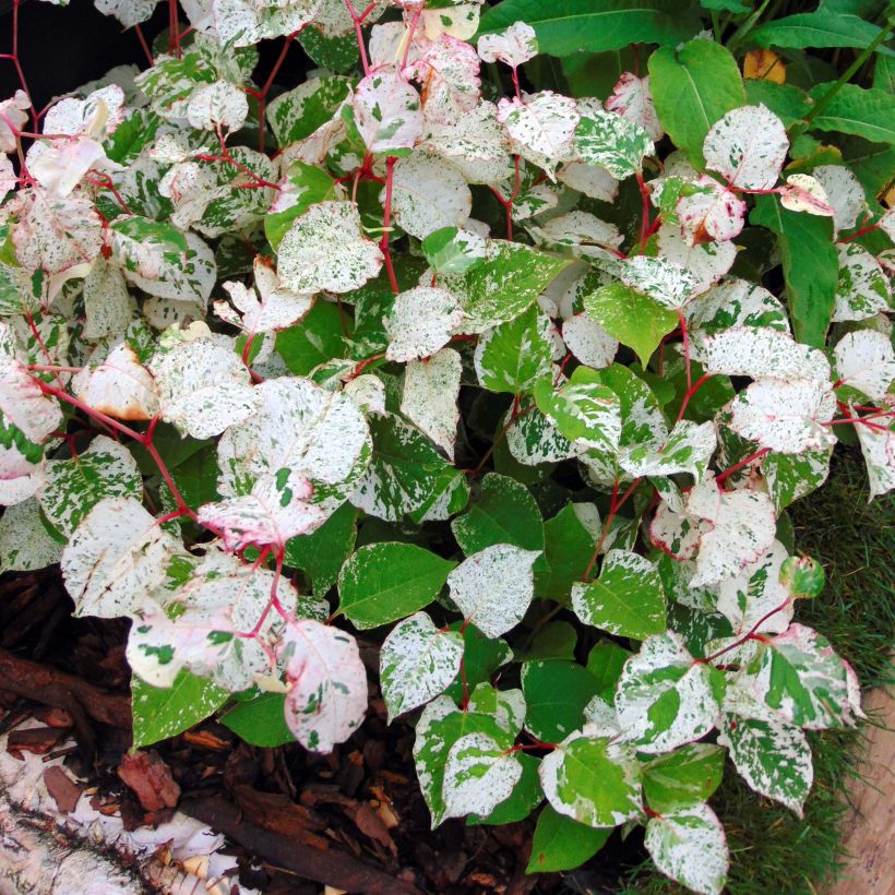 Fallopia japonica Variegata (Fogliame)