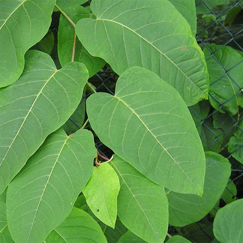 Fallopia sachalinensis (Fogliame)