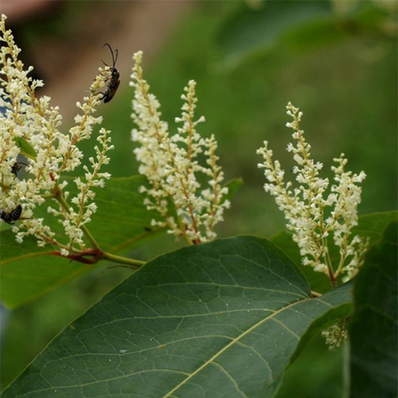 Fallopia sachalinensis (Fioritura)