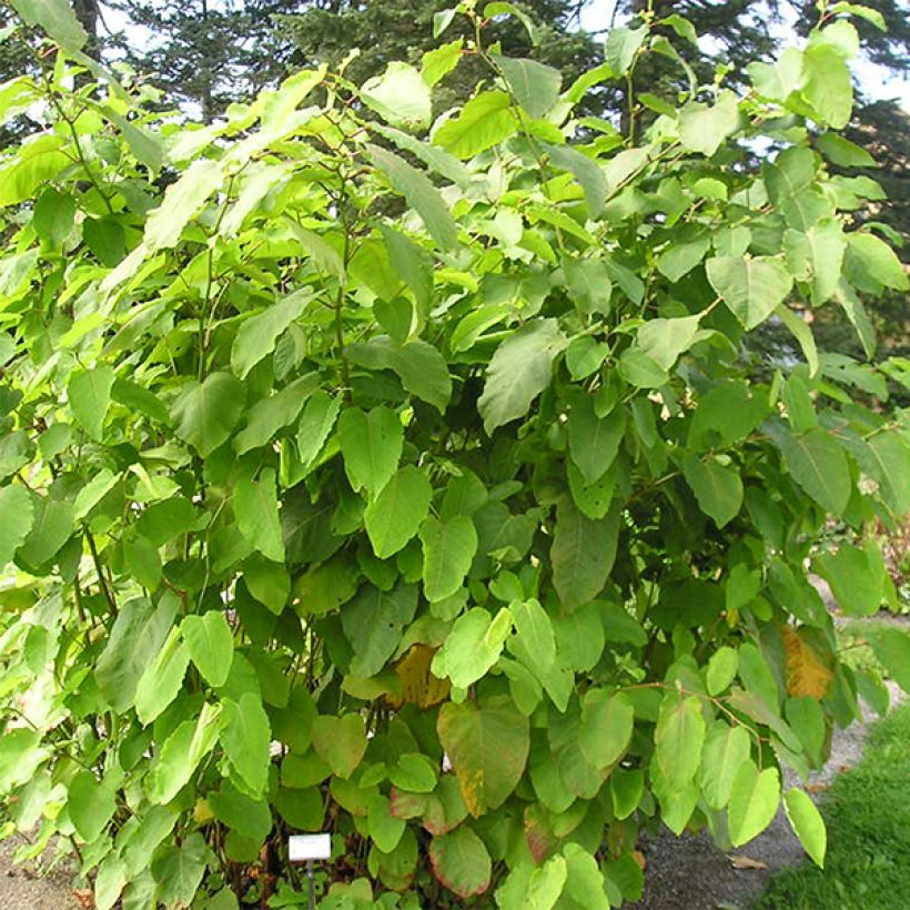 Fallopia sachalinensis (Porto)