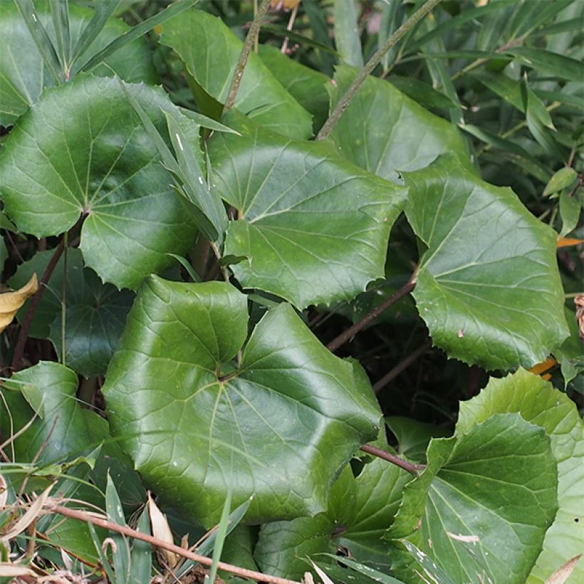 Farfugium japonicum (Fogliame)