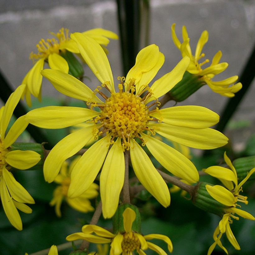 Farfugium japonicum (Fioritura)