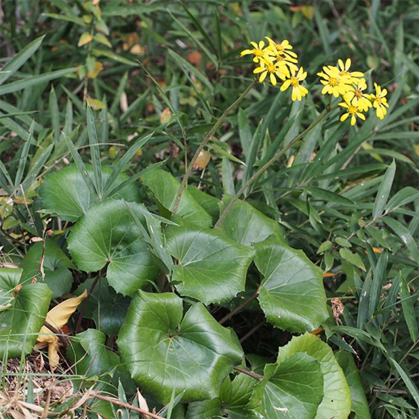 Farfugium japonicum (Porto)