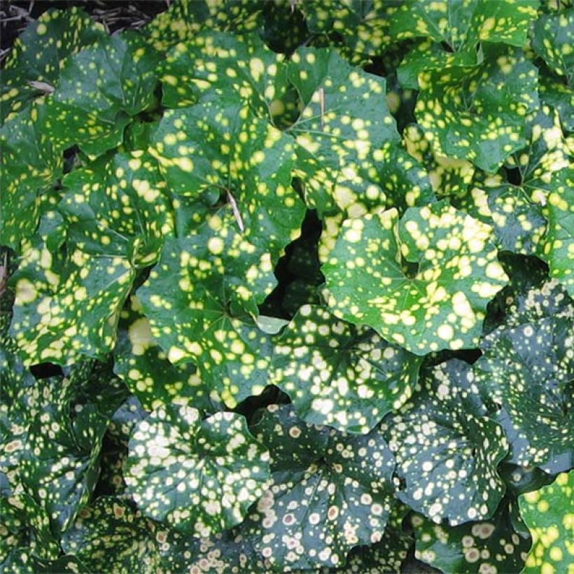 Farfugium japonicum Aureomaculatum (Fogliame)