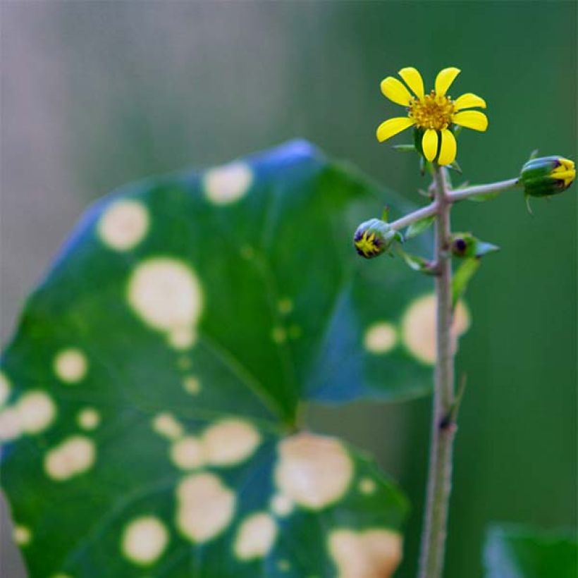 Farfugium japonicum Aureomaculatum (Fioritura)