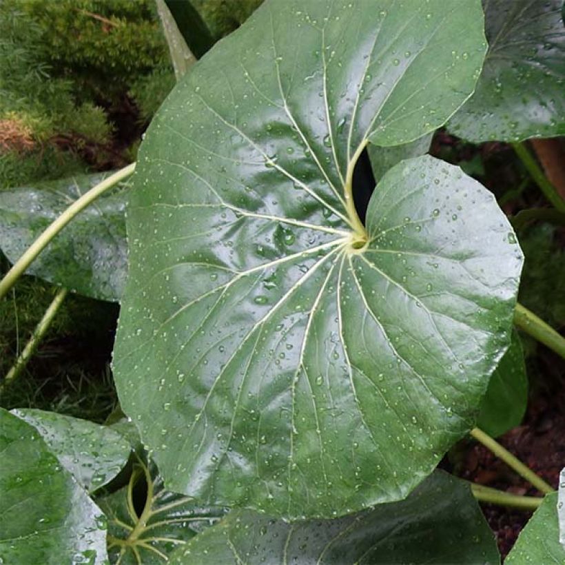 Farfugium japonicum Gigantea (Fogliame)