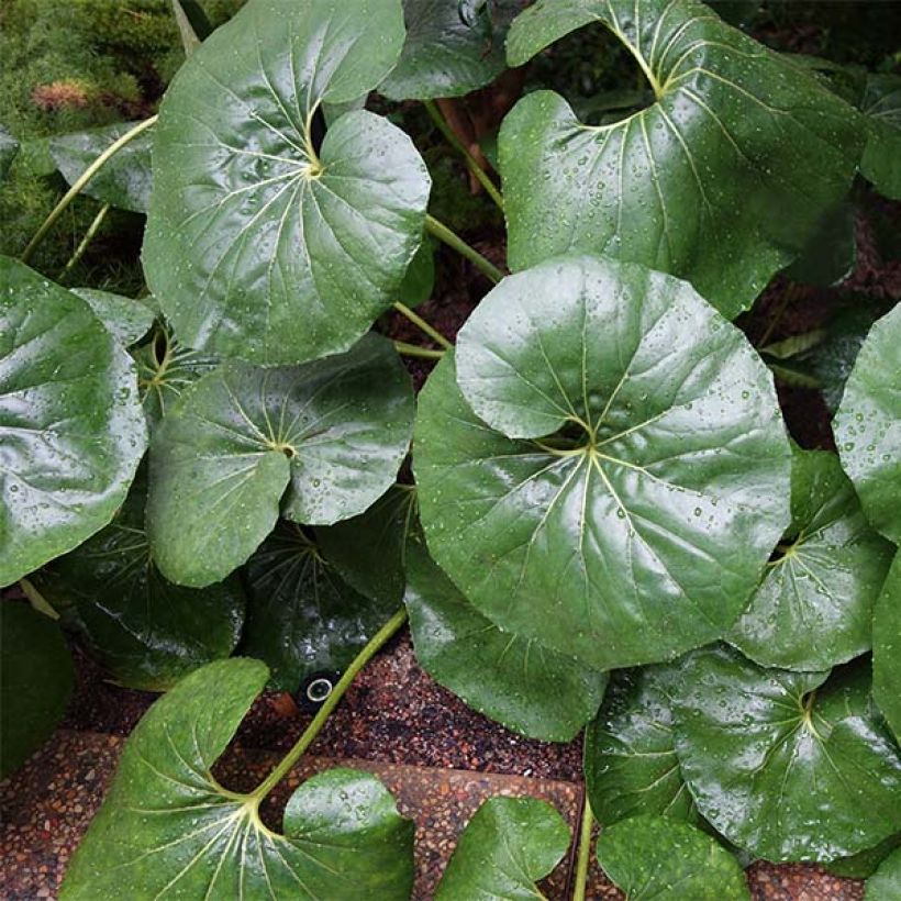 Farfugium japonicum Gigantea (Porto)