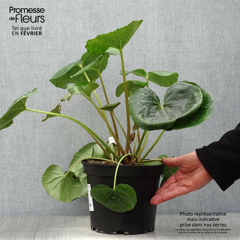 Farfugium japonicum Gigantea - Plante Panthère géante. Pot de 3L/4L esemplare consegnato in inverno