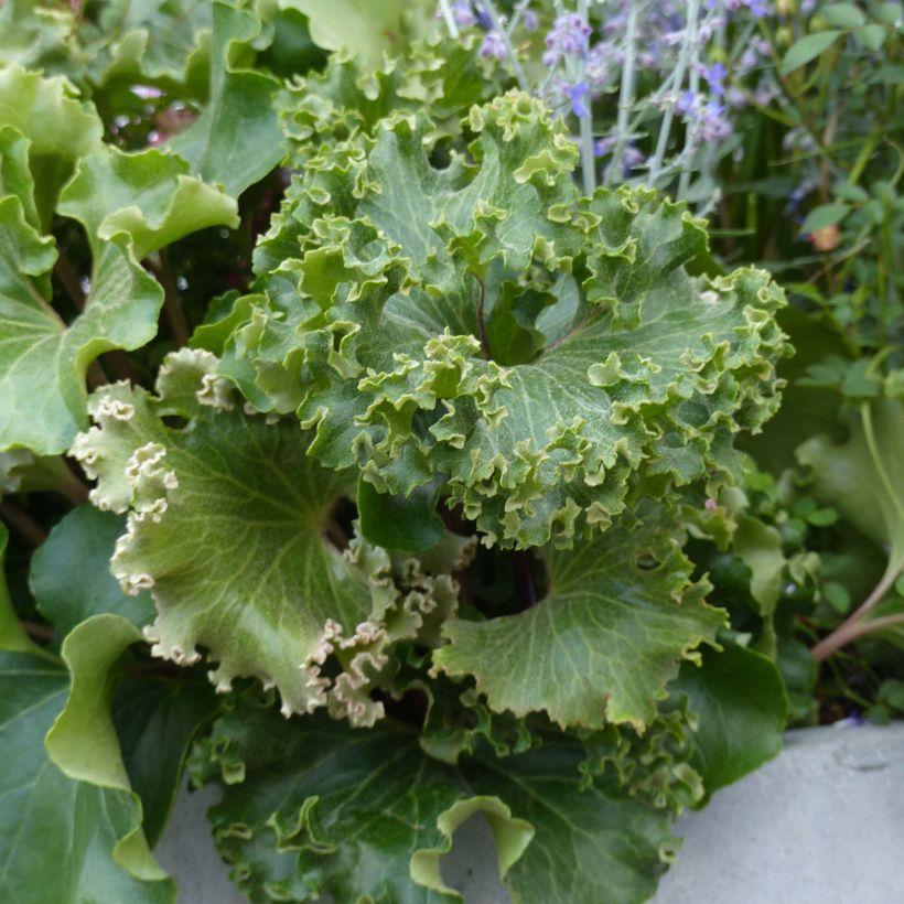 Farfugium japonicum Wavy Gravy (Fogliame)