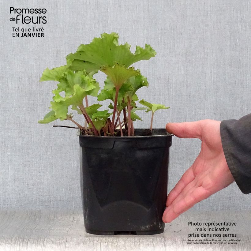 Farfugium japonicum Wavy Gravy - Plante panthère Pot de 2L/3L esemplare consegnato in inverno