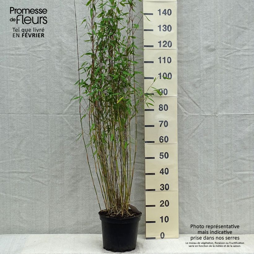 Fargesia Winter Joy 125/150cm en pot de 7.5L - Bambou non traçant  esemplare consegnato in inverno